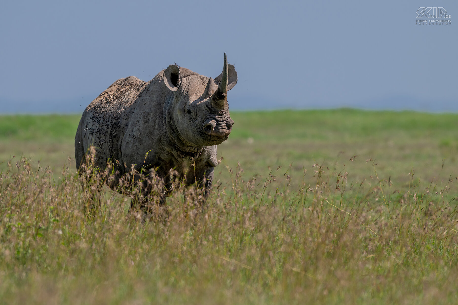 Solio - Black rhino The black rhino is just as gray-brown as the white rhinos. But they are somewhat smaller and have a pointed upper lip that they use to eat leaves and branches. This is in contrast to the larger white rhino that only eats grass. Black rhinos are also more aggressive and are more likely to attack.  Stefan Cruysberghs